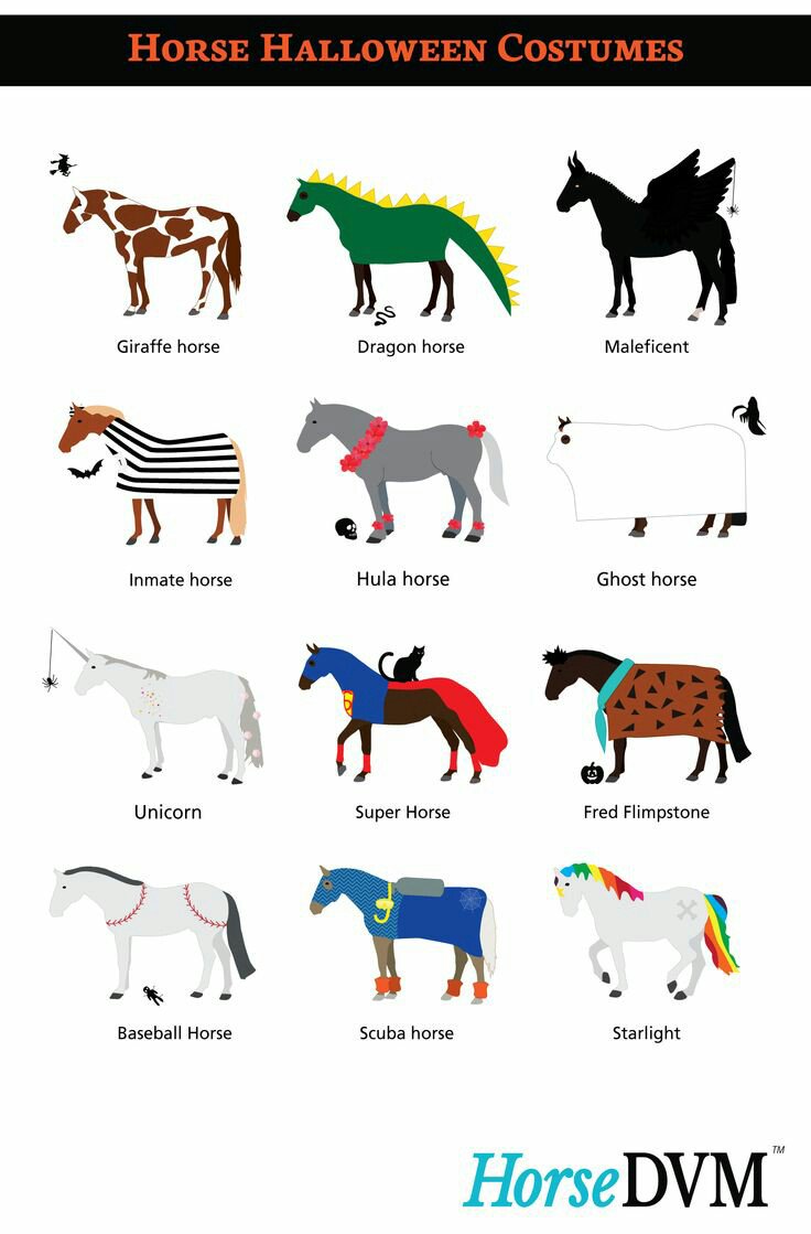 peerscloughfarm's tweet photo. Happy Halloween #halloween #Halloweencostumes #halloweenfun #Horses #dressup #happymonday #Rossendale #fun #trickortreat ππ΄ #equinefun βΊ https://t.co/WAumhdU4Hq