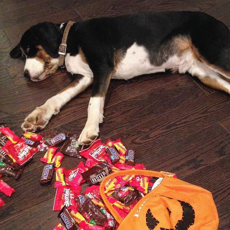 BenjisFarm's tweet image. HAPPY HALLOWEEN! Get ready to purchase some treats on KICKSTARTER which goes LIVE tomorrow!!! #halloween #dogs #organic #vegan #benjisfarm