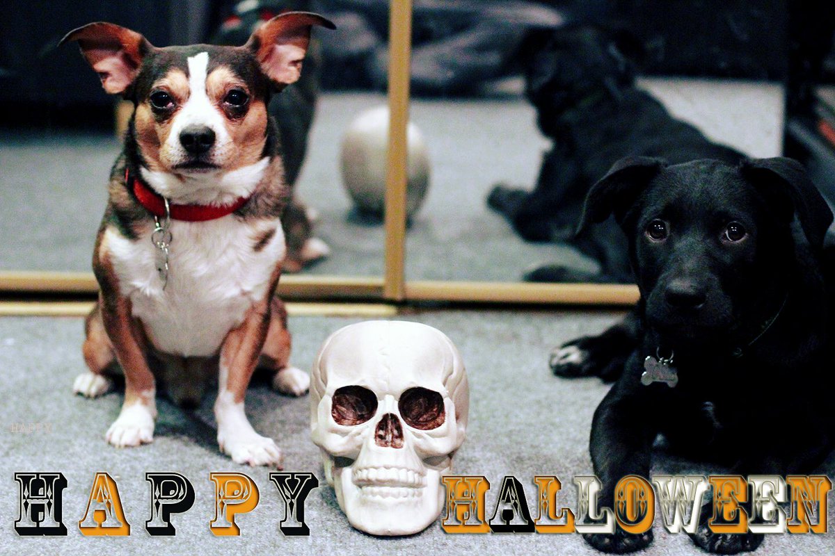 ShermanThePooch's tweet photo. Happy #Halloween from me &amp; my sis Josephine! 🐾🐕🐩💀👻 
#ShermanWilliams #spooktacular #dogsoftwitter #mondaymotivation #halloween2016 #woof https://t.co/PEyOG2FcaU