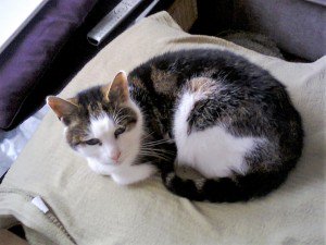 #foundcat in , SG2 0NF cataware.co.uk/missing-cat-bl… pls RT