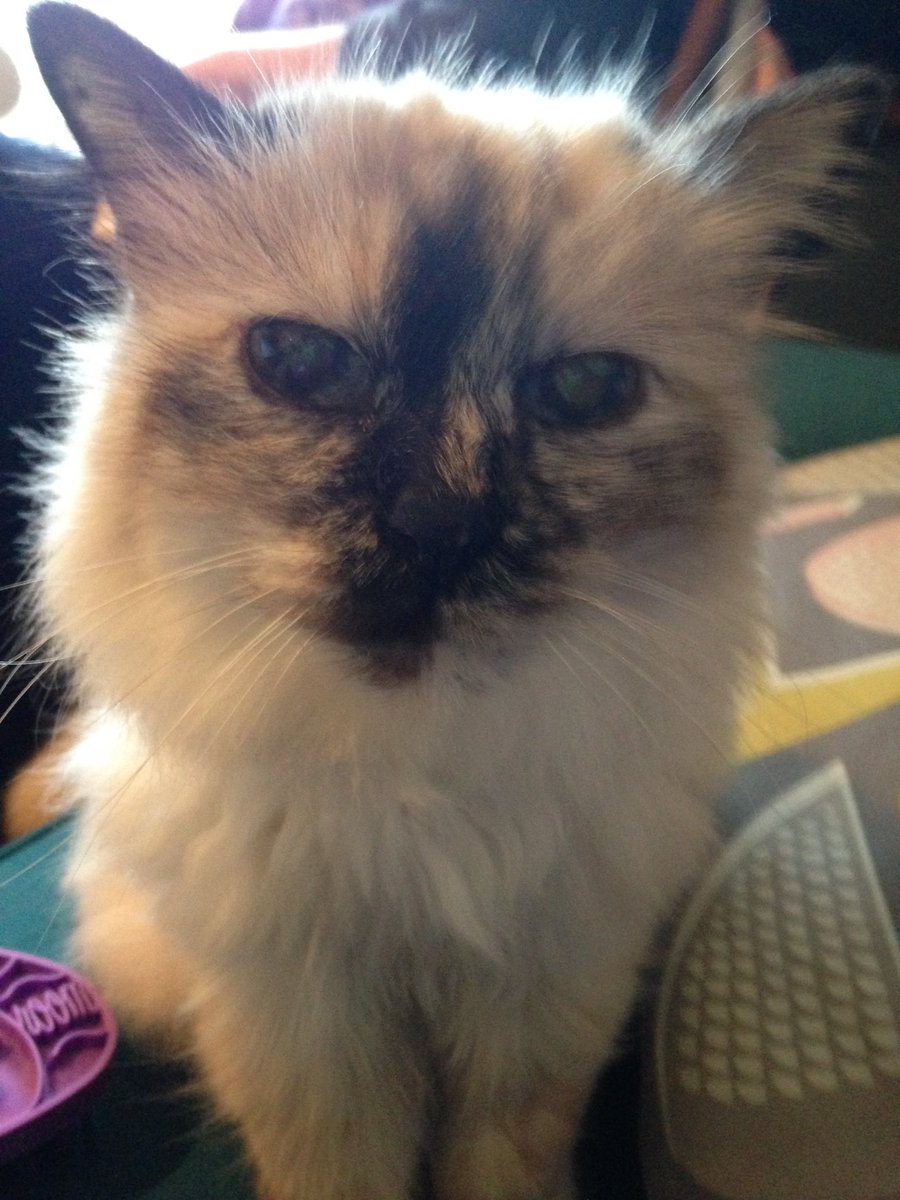 AnnaEWinter's tweet image. Ghostface behaving badly #tuft #yargle #iwantclamsnotrenalfood