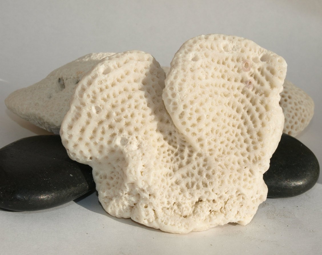 Yu2Xiaogang's tweet image. White Lettuce Leaf Coral Mickey Ears home decor rustic beach weddin… tuppu.net/af9dd0c8 #etsymntt #etsyhandmade