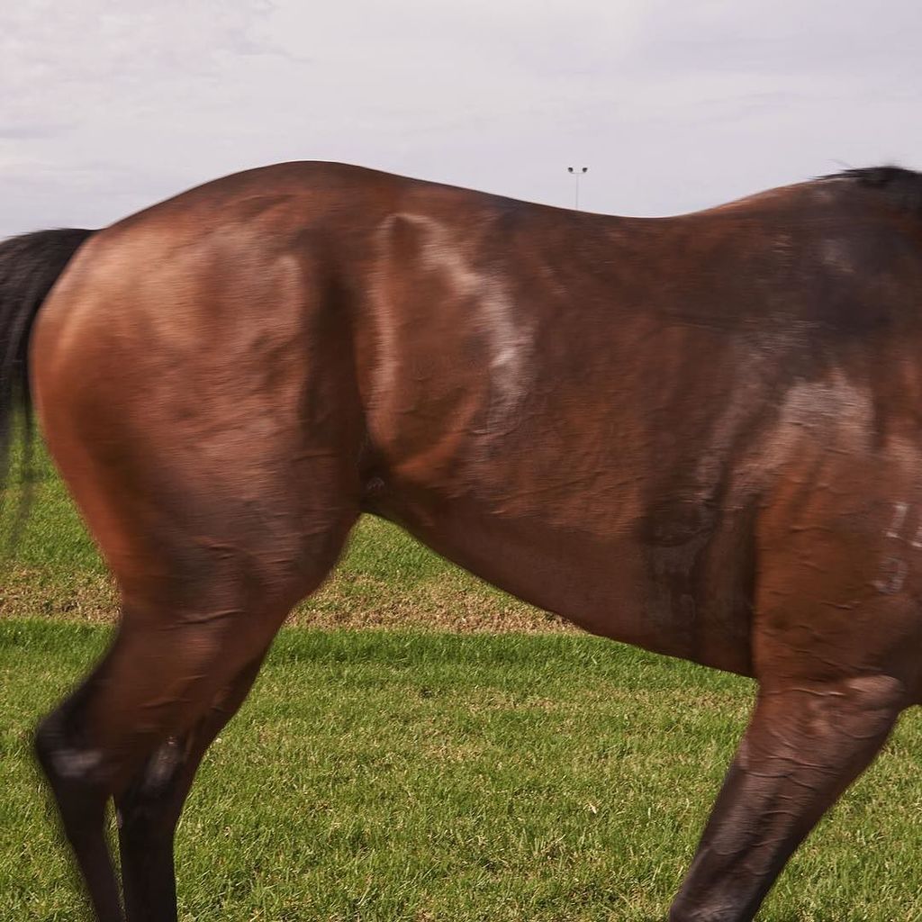 It's the race that stops a nation. Or momentarily distracts it. #MelbourneCup // <a href="/ingvarkenne/">Ingvar Kenne</a>