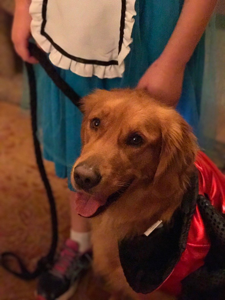 HaleyTheGolden's tweet photo. Happy Halloween! https://t.co/K7HfLyIPmR