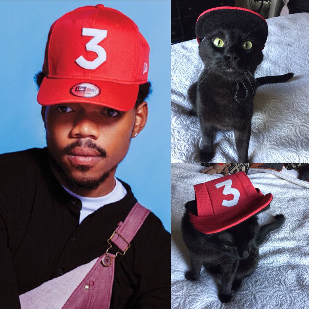 Whitterbug_'s tweet image. 👻🎃 @chancetherapper Howie Kitten's Halloween costume 👻🎃#ZeroProblems #ChanceTheRapper #HappyHalloween #Meow #CatsOfTwitter #TrickOrTreat
