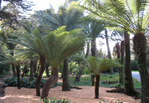RDFunRunnersSF's tweet photo. 10k in the jungles  #GGP @GoldenGatePark training for: #UCBerkeley https://t.co/g1RlX0froe @ucbsoj  Berkeley Half @BerkeleyHalf   fundraiser https://t.co/uzGAgWeVMX