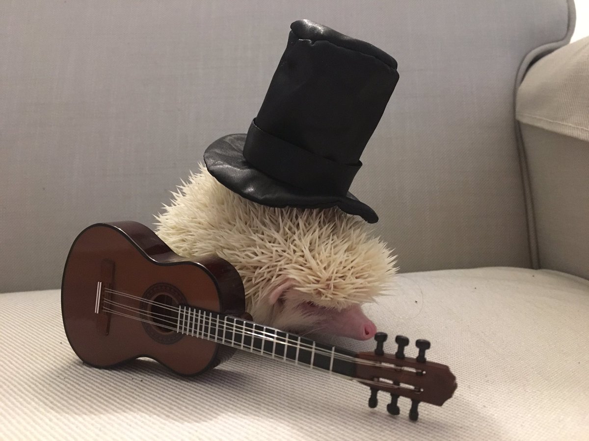 SlashCanada's tweet photo. I present to you Seymour as @Slash! Happy Halloween!! 🎃👻 https://t.co/lGaAZYXTgz