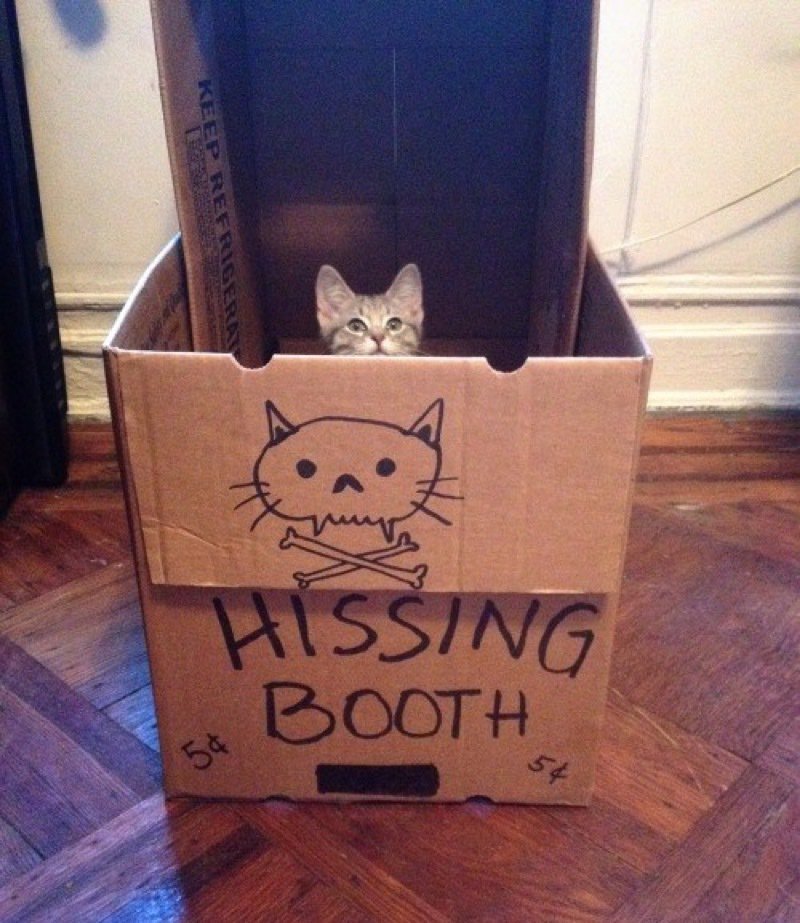 Kiss Cat Porn - kissing booth | Cat Pornâ„¢ | Scoopnest