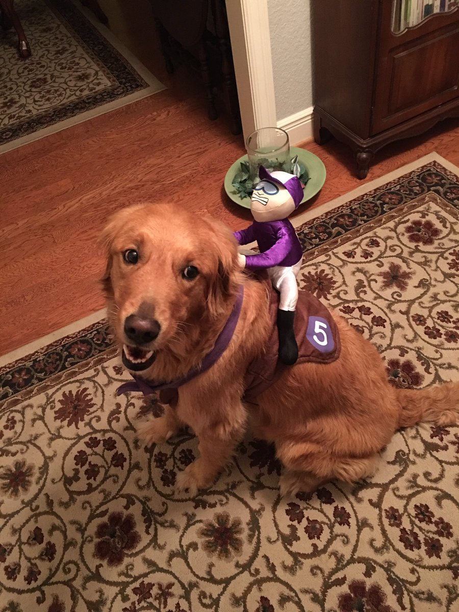 Hayden_259's tweet photo. How my dog will be greeting trick or treaters tonight #dogjockey https://t.co/2jE5g2A0MV