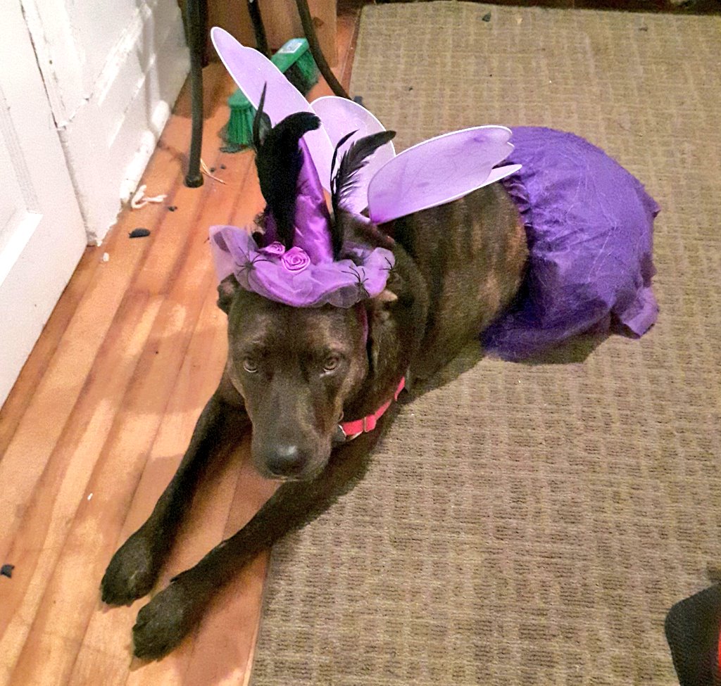 BSLWarrior's tweet photo. This witchy fairy princess loved walking around the neighborhood in costume #BOOtoBSL #EndBSL #WUABSL #CMMTL #Montreal #dontbullymybreed https://t.co/NT4cX0qCU3