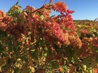 MattBrannRURAL's tweet photo. This week on #OutOfTheOrd we're celebrating Quinoa!!! https://t.co/rlX9G1aldX https://t.co/v0yjjnFj29
