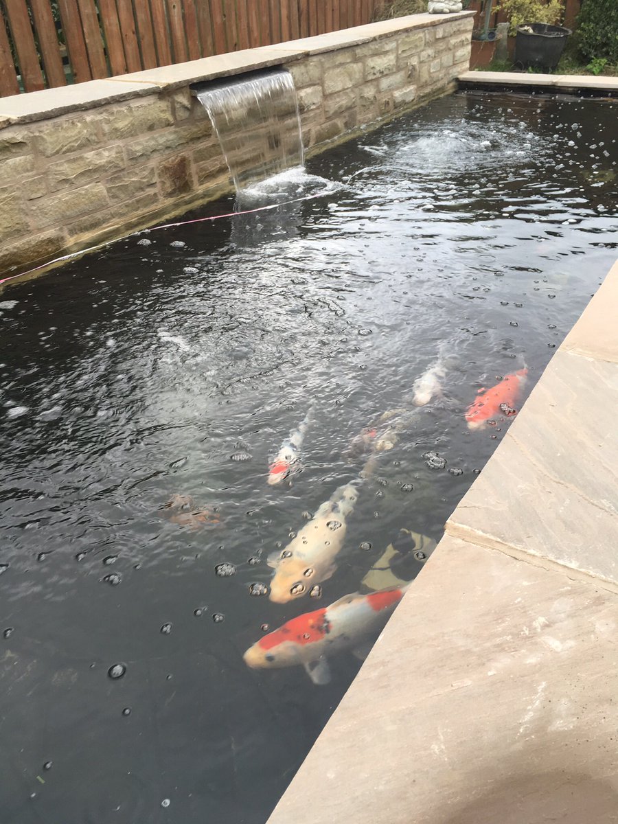 ModaitalianoUk's tweet photo. New pond for fish 🐟, big enough ? https://t.co/o3l0ahcU8C