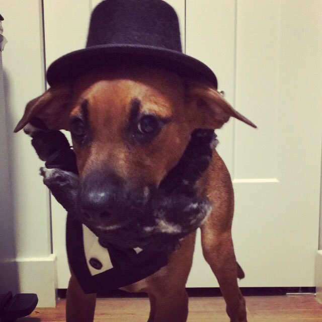 NovakD's tweet photo. Linkin, Abe Lincoln, I'm voting Linkin for President! #dog #president #puppy #chicago https://t.co/cMx8aj4gyJ