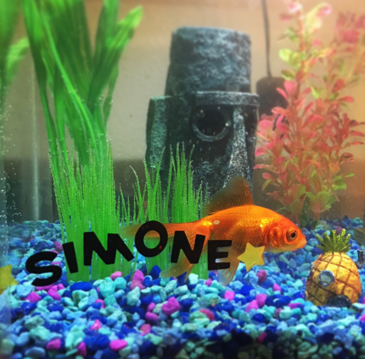 Kaytar13's tweet image. Named my goldfish Simone because she's golden. 🏅✨😄 @Simone_Biles