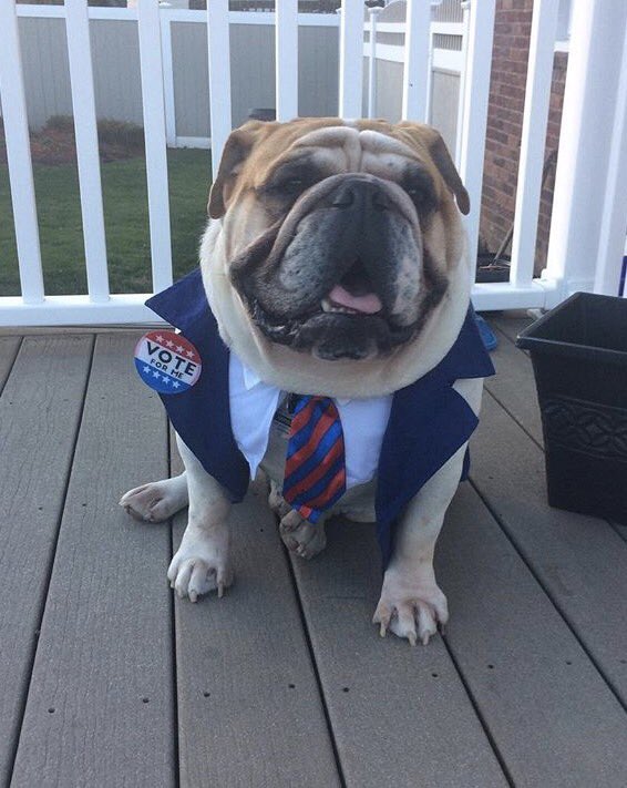 antcavallaro's tweet photo. #ImWithDog https://t.co/qYxL7ZIAgk