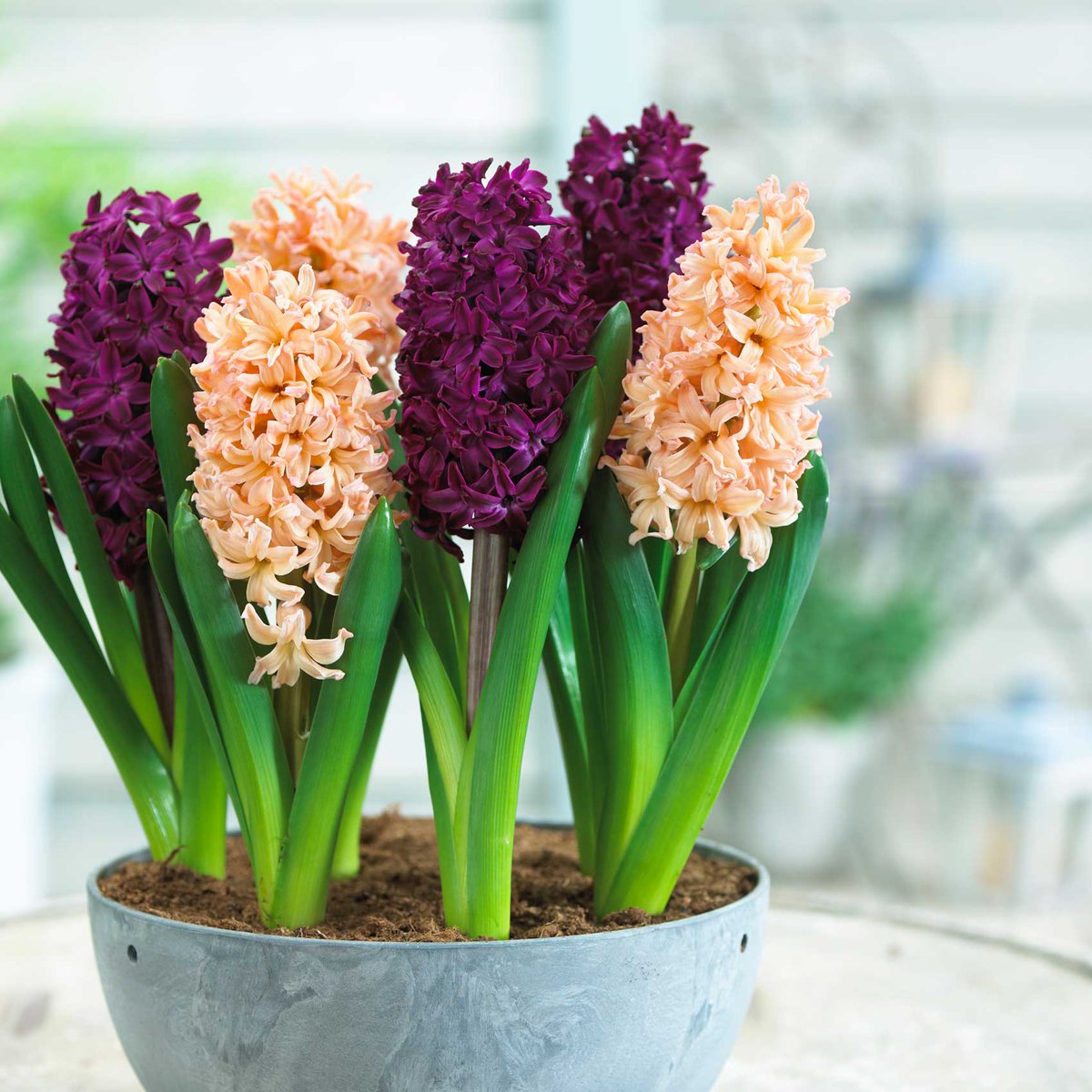 bulb_chat's tweet photo. Bring those #flowers #indoors this #winter by learning to force them into #bloom: https://t.co/059JMcZx3H https://t.co/VsvxKhs0ge