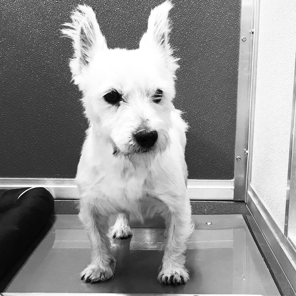 KeystonePet's tweet image. Westies in the store this week and they are so cute you don't wanna miss em'
