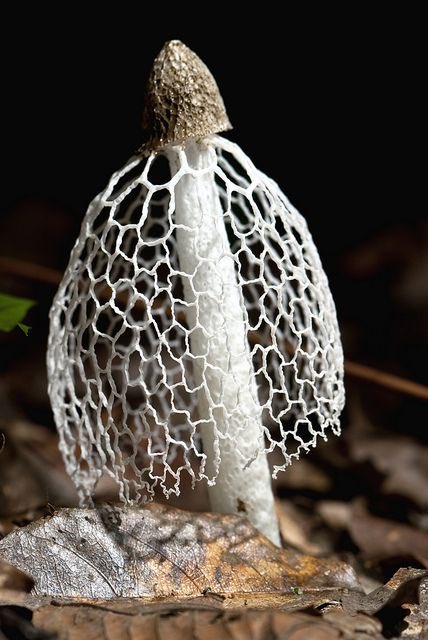Jessica Rosenkrantz I Made A Bridal Veil Mushroom Costume For Halloween Fungi Jeff Cremer Jessica Rosenkrantz I Made A Bridal Veil Mushroom Costume For Halloween Fungi Jeff Cremer