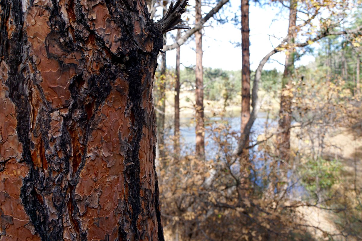 NearAndFarAZ's tweet photo. Love the #ponderosas! Beautiful bark. :) #PrescottNationalForest #Trail396 #GoldwaterLake #PrescottAZ #hiking #ponderosapines @PrescottNF https://t.co/Jr9BxdaZKf