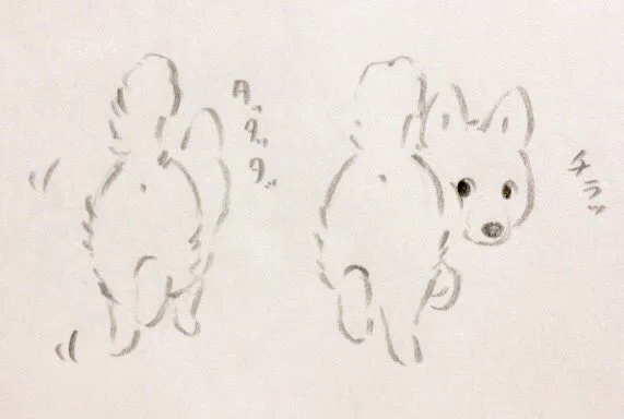 前を歩くワンコがこっちを気にして度々振り返るの可愛い 