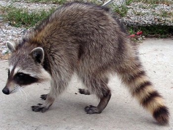 あらいぐまラスカル（図1）の容貌は、実際のアライグマ（図2）には