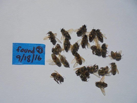 10TampaBay's tweet photo. YIKES!
First confirmed case of zombie bees in #NorthCarolina
https://t.co/by3J3DMScO
#zombiebees https://t.co/BWB6VgVwFQ