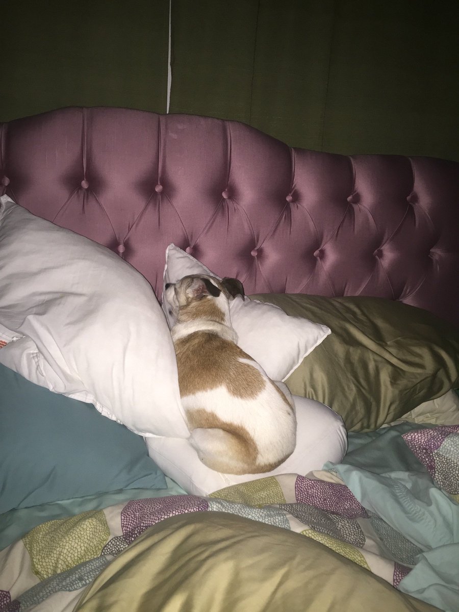 QuitoDollyrot's tweet photo. I DON'T HAVE ENOUGH PILLOWS! https://t.co/ijxk86tSJe