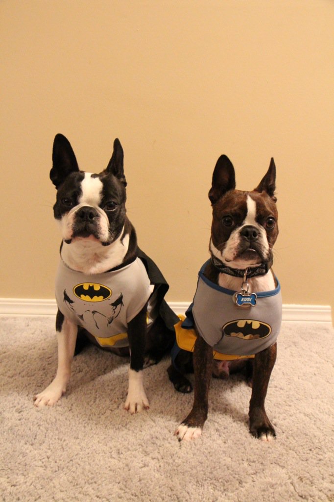 Happy Howl'oween Twitter friends! From the batdogs.