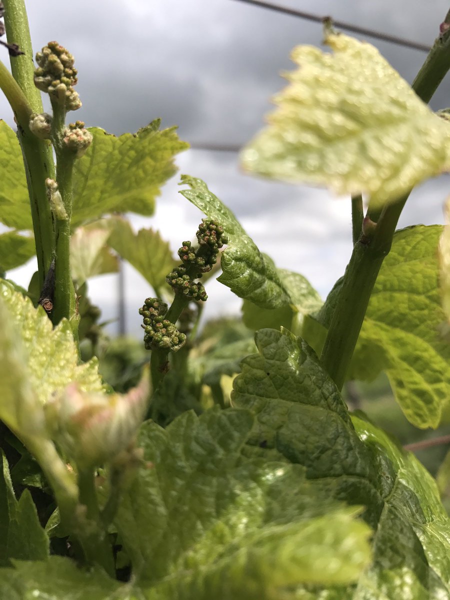 winereviewer_au's tweet photo. Pinot and Chardonnay powering along after some good sun #overtheway https://t.co/rU5HJlgSpc