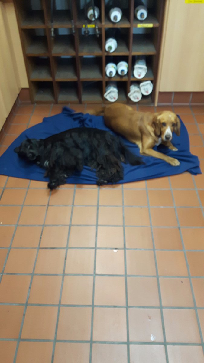 Carlow Fire Service tweet media