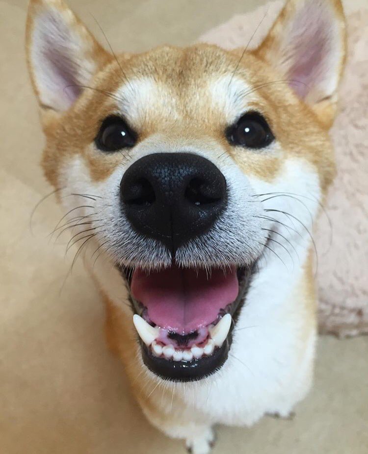 ごはん催促顔も激おこ寸前の顔もプリケツも愛おしい Twitterで話題の 犬 画像まとめ 10 31 11 6 Togetter