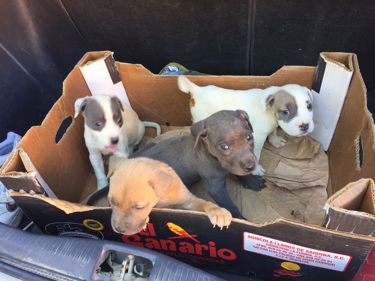 Ni un día de respiro...Abandonados en una caja junto a contenedor. Desbordados...pero ya a salvo #Adopta #YoSiPuedoContarlo 
<a href="/Adoptaloo/">Adoptaloo</a>