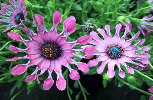worldloveflower's tweet photo. #LoveFlowers flowers of the day https://t.co/mAUwX9O35V