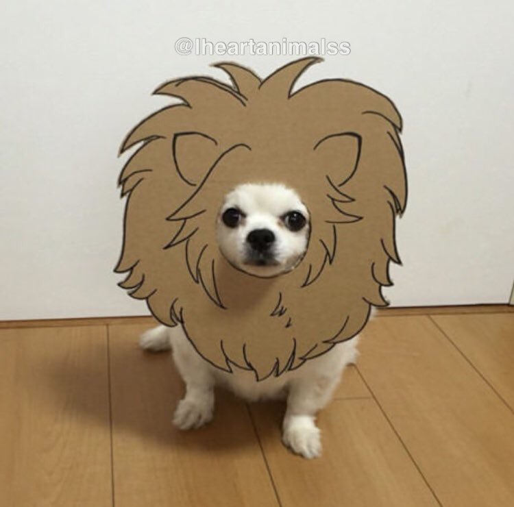 Iheartanimalss's tweet photo. A dog in cardboard is the best thing I've seen till now! I'm loving this ❤️️❤️️ https://t.co/fguLbDijGF