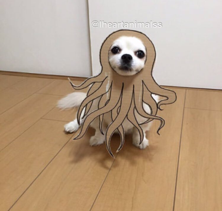 Iheartanimalss's tweet photo. A dog in cardboard is the best thing I've seen till now! I'm loving this ❤️️❤️️ https://t.co/fguLbDijGF