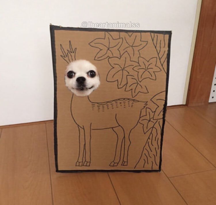 Iheartanimalss's tweet photo. A dog in cardboard is the best thing I've seen till now! I'm loving this ❤️️❤️️ https://t.co/fguLbDijGF