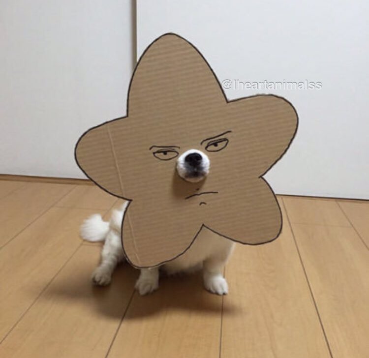 Iheartanimalss's tweet photo. A dog in cardboard is the best thing I've seen till now! I'm loving this ❤️️❤️️ https://t.co/fguLbDijGF