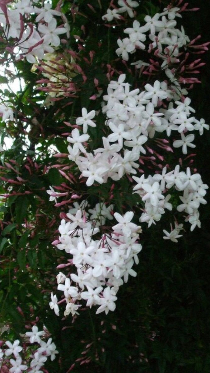 @Amir13x 

هنا حروف بعبق الياسمين 
كأنها قناديل نور 
تضئ طريق العاشقين