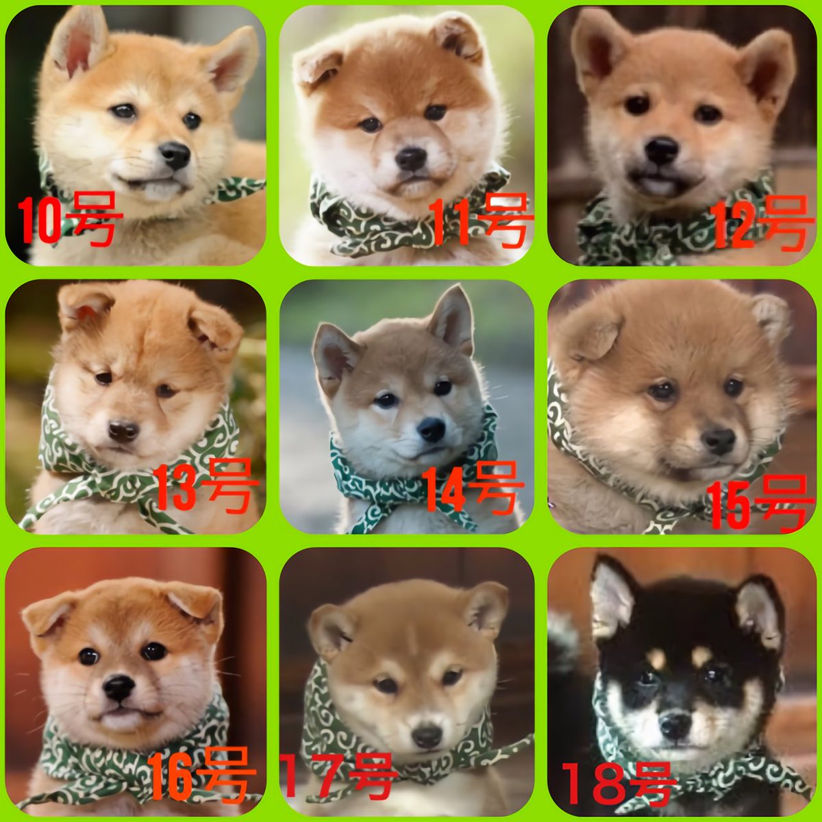 図解博士 高速バスター ミナル 再起動中 本日11月1日は ワンワンワンで 犬の日 和風総本家 オール豆助1号から18号大集合 犬の日 今日は何の日