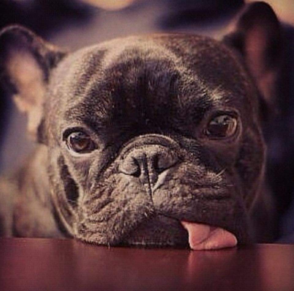 Frenchie_rescue's tweet photo. Please post your #tongueouttuesday pics and tag us. Don't forget our favourite photo will star on our blog. #frenchie #fbnro #animallovers https://t.co/RBUnUhPCLW