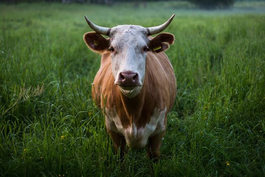 foodtank tweet picture