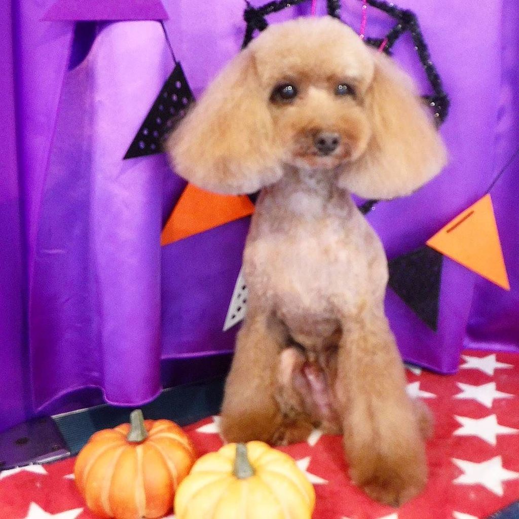 americandog0928's tweet photo. #トイプードル #ちゃっぴー
#ハロウィンロス な我々↓
★@pug_terrier★@himenosukezenko★@emma1183
#アメリカンドッグ #AMERICAND… https://t.co/aTtdscMOyd https://t.co/6VxoIpT2cE