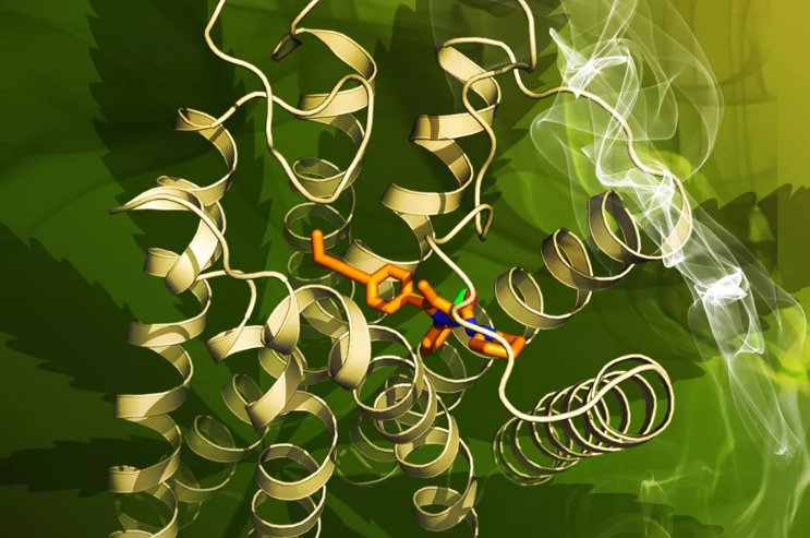 LNPServices's tweet image. Scientists are unlocking the mystery of how #marijuana makes us get high ow.ly/Blfi305J66A #ShanghaiTech #Health