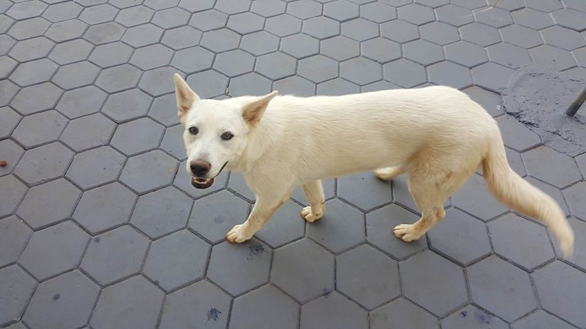 Owners desperately hunting for their dog #MIA #Ladysmith <a href="/NSPCA_SA/">NSPCA South Africa</a> <a href="/animalrescuers/">The SPCA</a> #MissignDog bit.ly/2ei1vrC