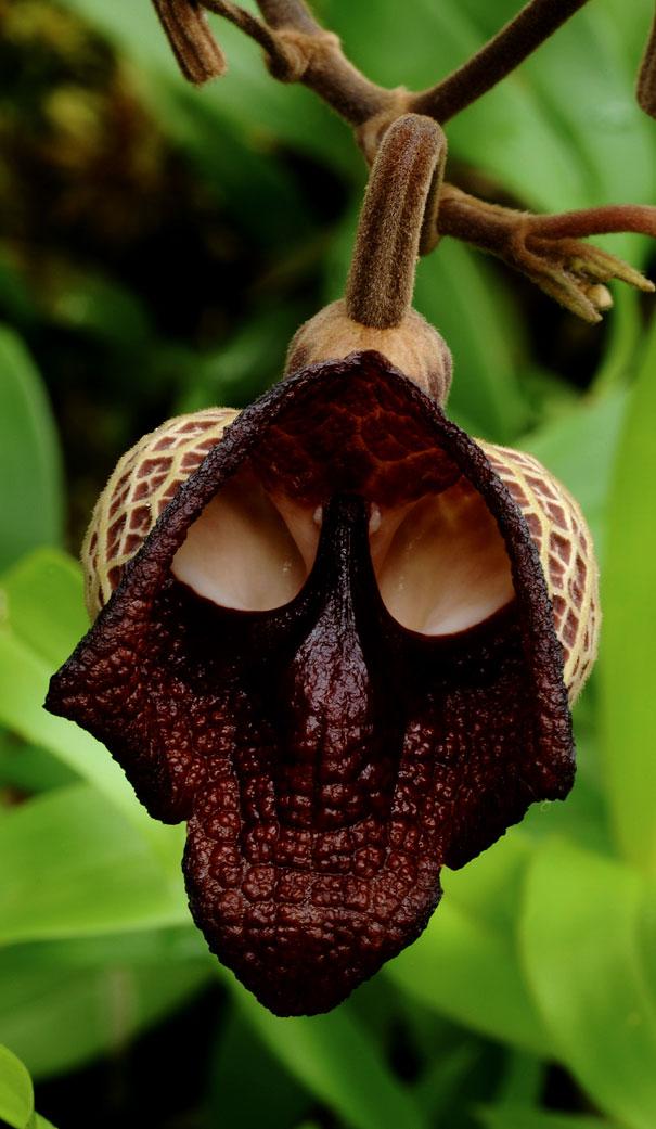 WhistlingG's tweet image. Here’s hoping everyone enjoyed a spooktacular Halloween celebration Aristolochia Salvadorensis #orchid