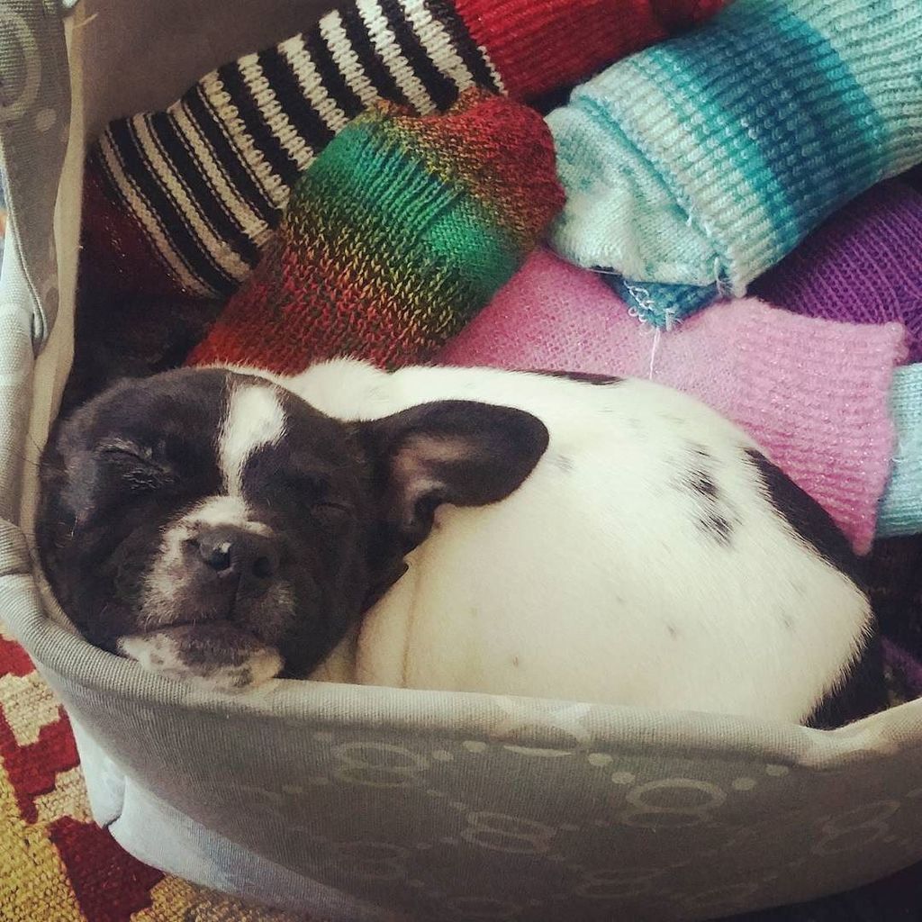 VictorianSocks's tweet photo. Even puppies like socks.
#puppies #socks #footfetishsocks #kneehighsocks #cute #love #bedh… https://t.co/f1a288yB4z https://t.co/Q9CKtleYUD