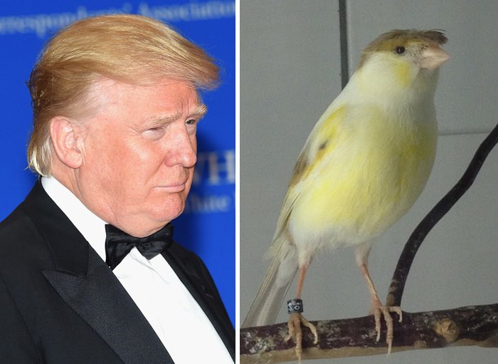 fe_eachone's tweet image. Paremos el acoso a Trump. #FreeDonald