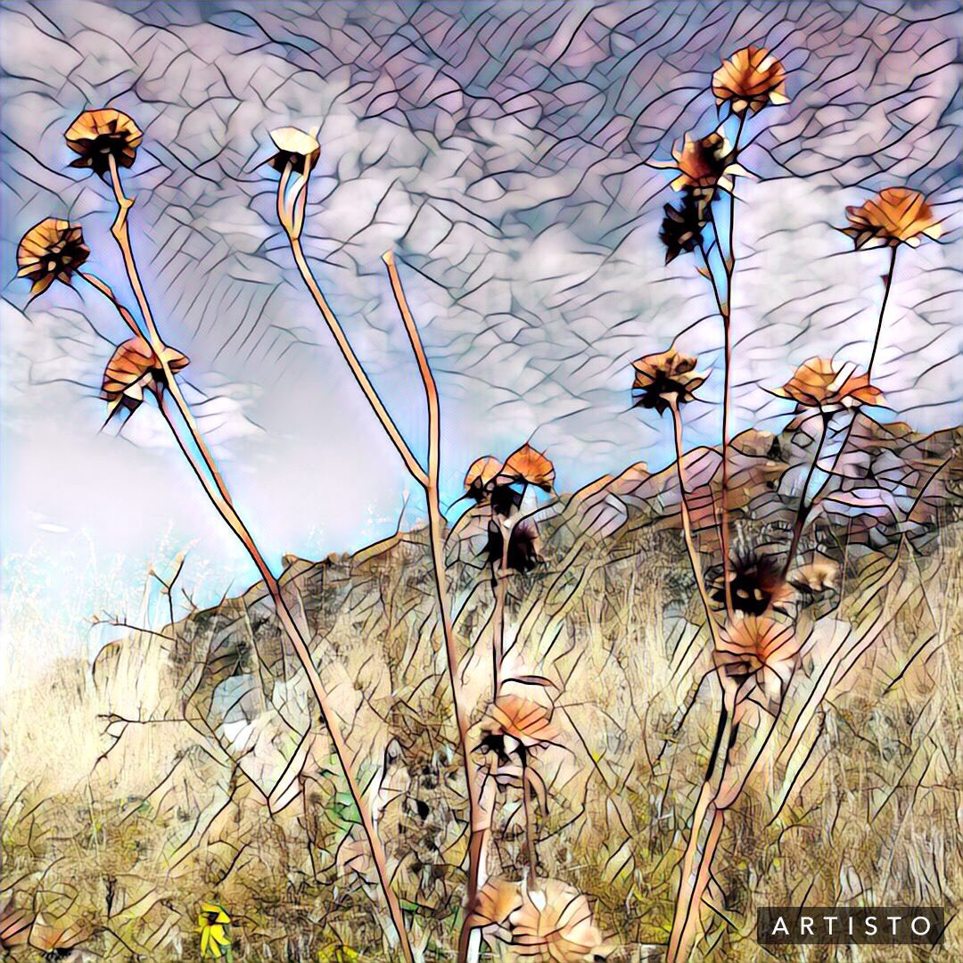 ACaliRican's tweet image. #LP #Artisto #wildseeds #mothernature #countrylife #iPhonephotogtapgy