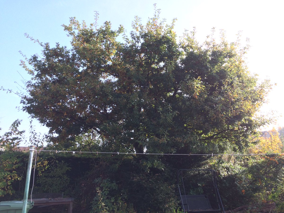 GtTreeServices's tweet photo. #Oak #tree #reduction in #broughtongifford nice sunny afternoon for it! https://t.co/m9KaQeLegD