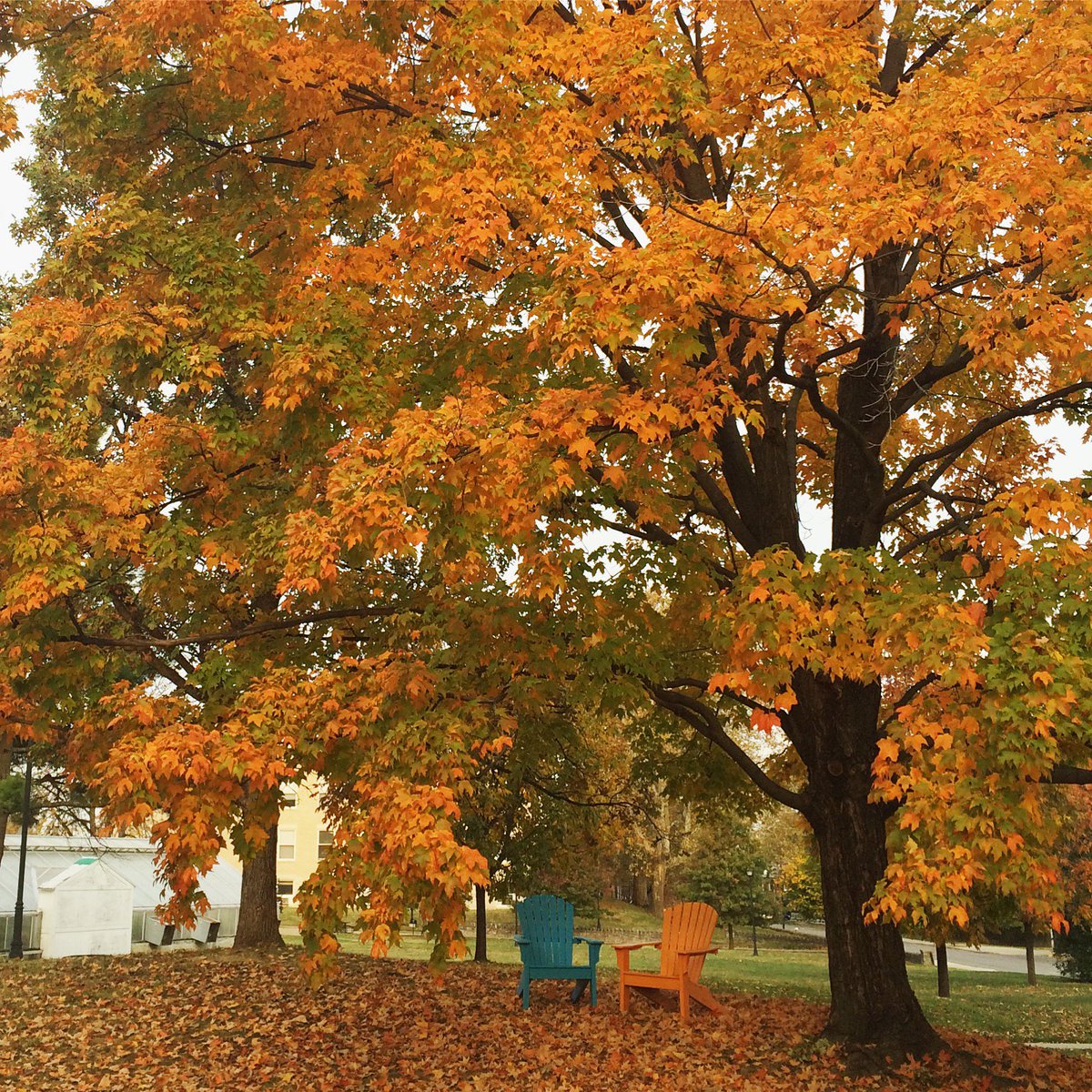 November is looking good <a href="/universityofky/">University of Kentucky</a>! With this weather, lunch outside may be in order today! #seeblue